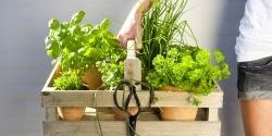 Jak uchovat bylinky pro pozdější spotřebu? Poradili v Polopatě